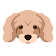 dwarf poodle dog vector illustration flat style front 