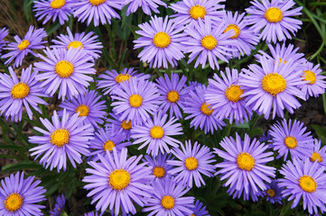 Alpine asters or or aster alpinus goliath  violet flowers 