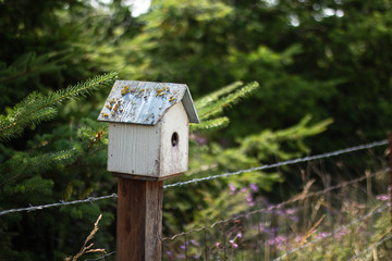 Forgotten Birdhouse