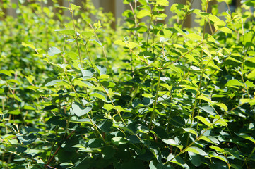 Lonicera honeysuckle bright green foliage background