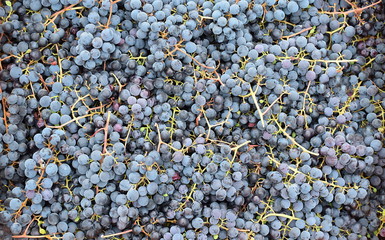 grapes for red wine at the winery