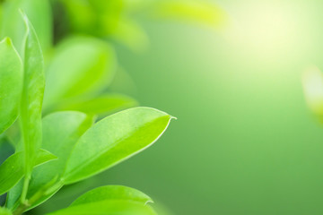 Natural background of bright green
Blurred abstract style