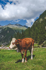 Fototapeta na wymiar cow grazes in the mountains