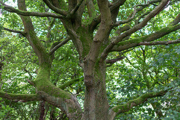 Obraz premium Branches of nature