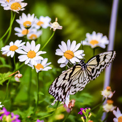 butterfly