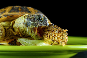 turtle on a plate closeup on a dark background