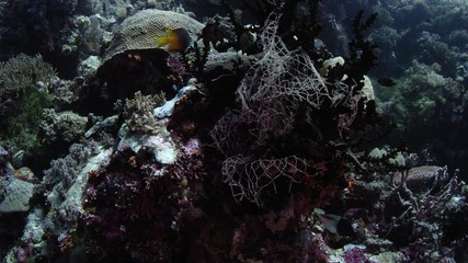 A torn fishing net hangs in a coral, WAKATOBI, Indonesia