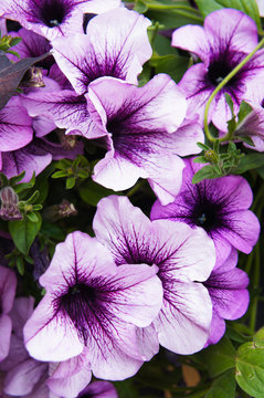 Purple petunia hybrida petunia supertunia bordeaux flowers vertical