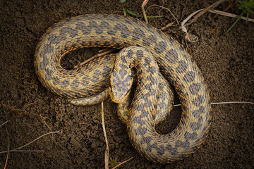 beautiful ursinii rakosiensis