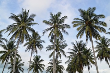 Fototapeta na wymiar the coconut trees