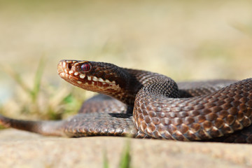 close-up of common european crossed viper