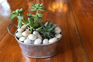 Small cactus in pot on wood table for the home decoration