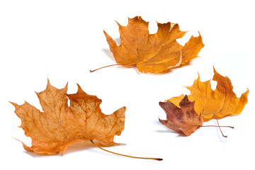 Autumn maple leaves isolated on white background.
