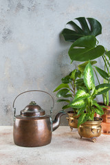 Old copper teapot and green plants