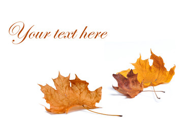 Autumn maple leaves isolated on white background.
