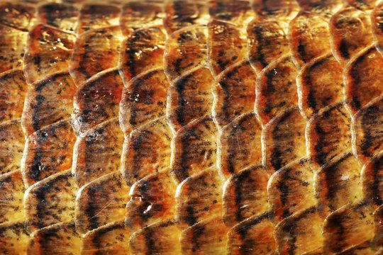 detail of Pseudopus apodus scales
