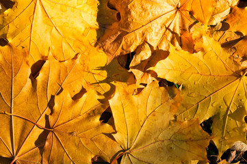 Autumn maple leaves background.
