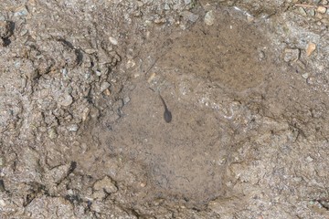 Kaulquappen in einer dreckigen Wasserpfütze 