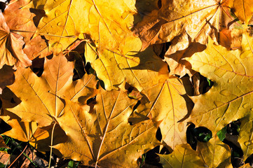 Naklejka na ściany i meble Autumn maple leaves background. 