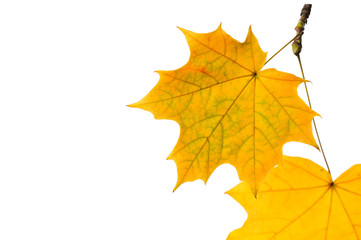 Naklejka na ściany i meble Autumn maple leaves isolated on white background. 