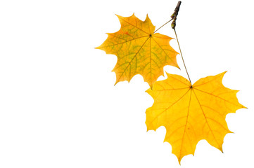 Autumn maple leaves isolated on white background.
