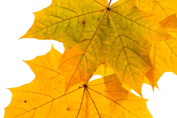 Autumn maple leaves isolated on white background.
