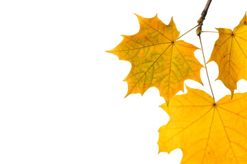 Autumn maple leaves isolated on white background.
