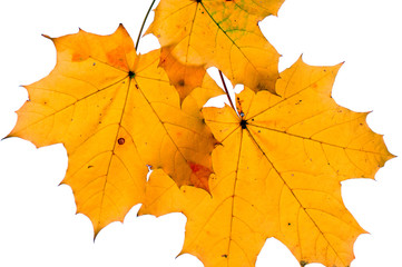 Autumn maple leaves isolated on white background.
