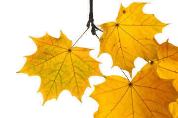 Autumn maple leaves isolated on white background.
