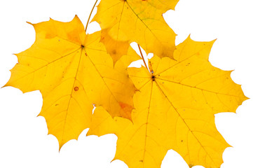 Autumn maple leaves isolated on white background.
