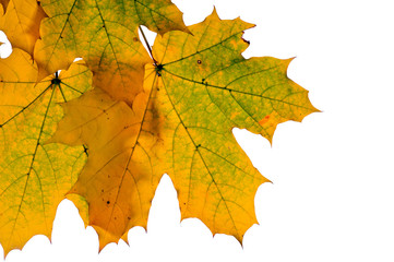 Autumn maple leaves isolated on white background.
