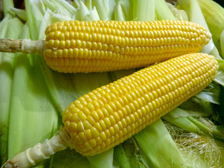 corn maize food healthy nature
