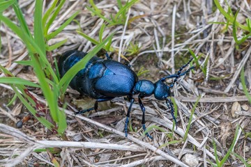 Schwarzblauer Ölkäfer in Österreich