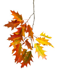 Autumn leaves isolated on white background.
