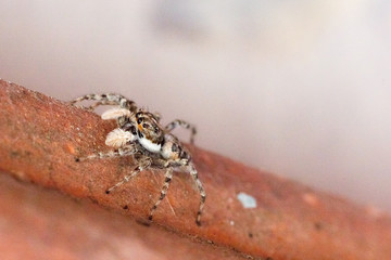 Harlequin jumping spider