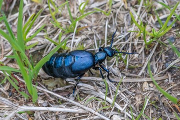 Schwarzblauer Ölkäfer in Österreich