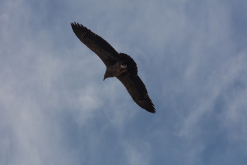 Condor flying  in Peru