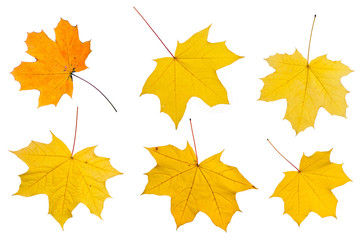 Set of autumn leaves isolated on white background.
