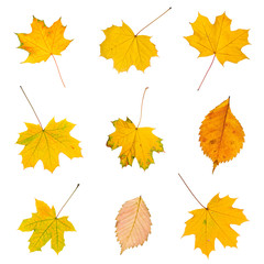 Set of autumn leaves isolated on white background.
