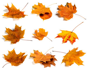 Set of autumn leaves isolated on white background.
