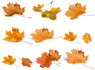 Set of autumn leaves isolated on white background.
