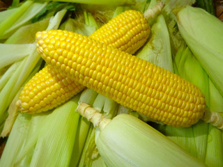 corn maize food healthy nature