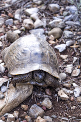 turtle on the beach