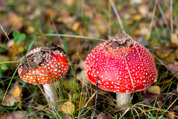 Mushrooms fly agaric grow in the forest in autumn
