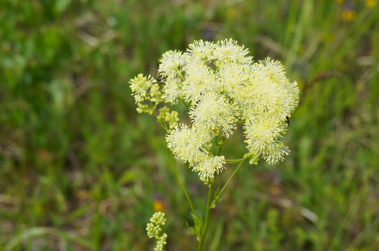 Shining meadow-rue or thalictrum lucidum plant 