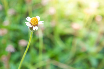 Close up Grass flower