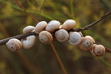 Small snails on a twig in Mallorca