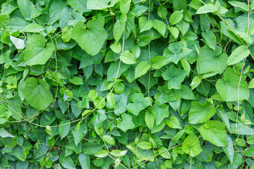 Creepers on walls and dew