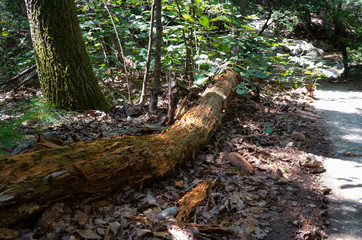 Rotten tree at Bukhansan national park