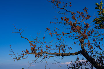 Blue sky over tree at Bukhansan national park